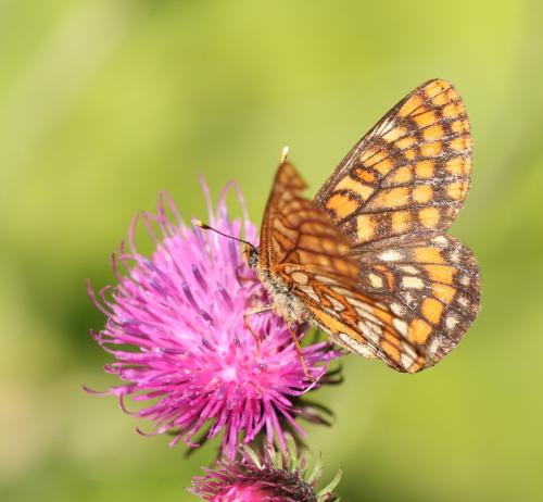 Euphydryas intermedia